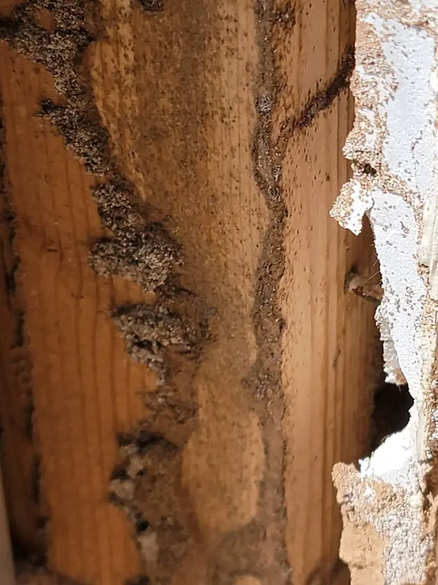 Close-up of termite mud tubes running along a vertical wooden stud