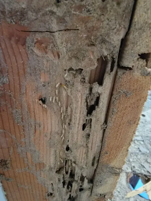 Termite damage and active termites visible inside excavated channels in a wooden beam