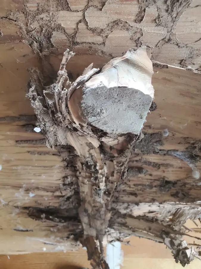 Extensive termite mud tubing and structural wood damage visible on a wooden substructure